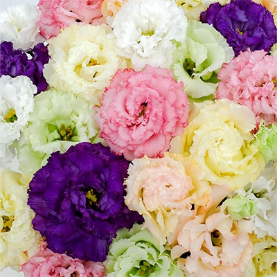 トルコギキョウ ボヤージュ（R） ミックス