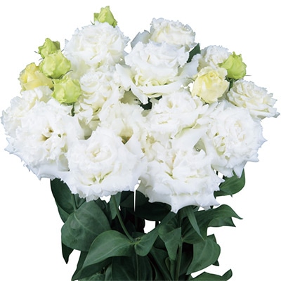 トルコギキョウ ボン・ボヤージュ(R) （2型）ホワイト