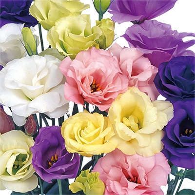 トルコギキョウ 八重咲き大輪バラエティー ミックス