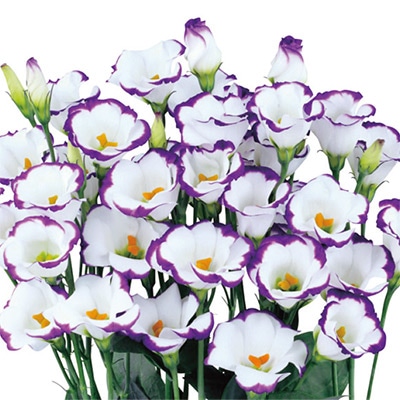 トルコギキョウ ソロ(R) PF ブルーピコティー