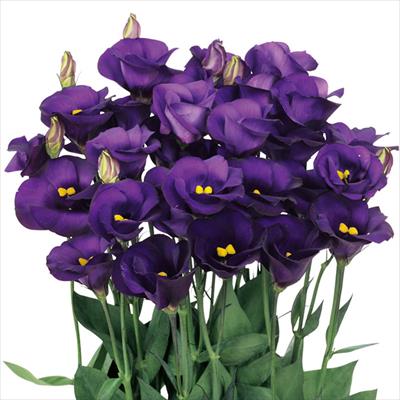 トルコギキョウ ソロ(R) PF パープル