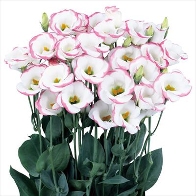 トルコギキョウ ソロ(R) PF ピンクピコティー