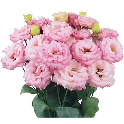 トルコギキョウ マキア(R) （2型）ピンク