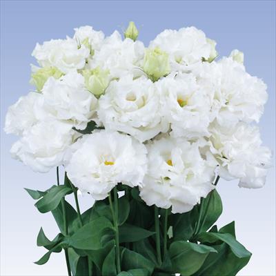 トルコギキョウ レイナ（2型）ホワイト