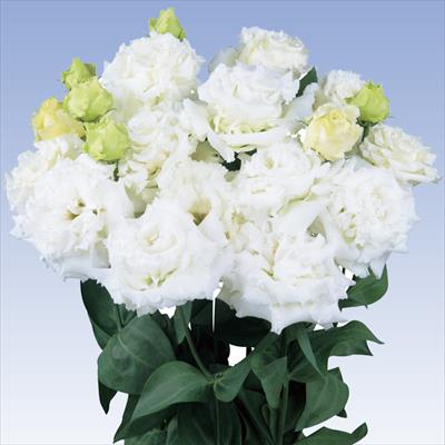 トルコギキョウ ボン・ボヤージュ(R) （2型）シルク