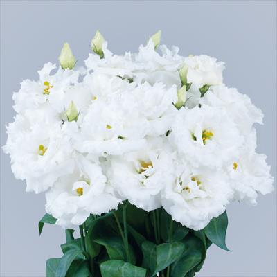 トルコギキョウ ボヤージュ（1型）スノー