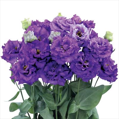 トルコギキョウ ボヤージュ（1型）ブルー