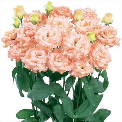 トルコギキョウ ボヤージュ（2型）ライトアプリコット