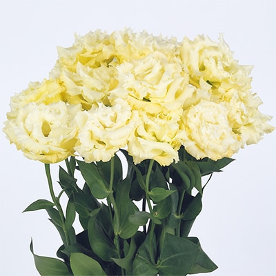 トルコギキョウ ボヤージュ（2型）イエロー（ver.3）