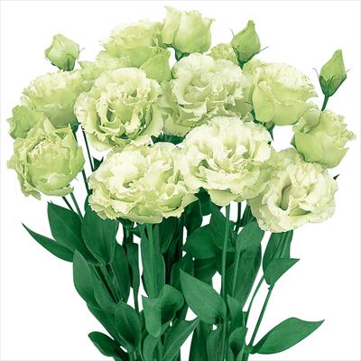 トルコギキョウ ボヤージュ（2型）グリーン