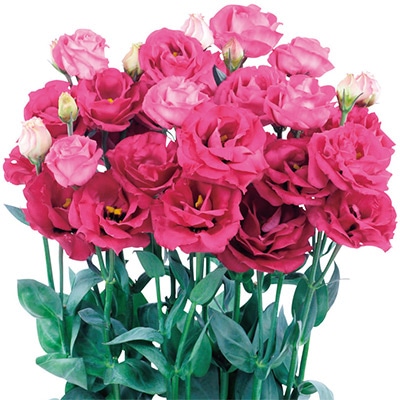 トルコギキョウ ロジーナ(R) (3型) レッド