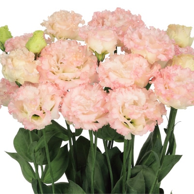 トルコギキョウ ボヤージュ（2型）ライトピンク