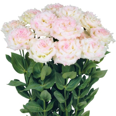 トルコギキョウ ボン・ボヤージュ(R) （2型）ベビーピンク