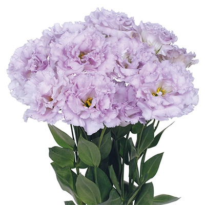 トルコギキョウ レイナ ラベンダー（ver.2）