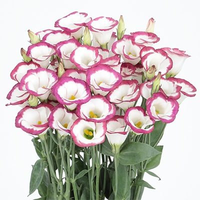 トルコギキョウ ソロ(R) PF ローズピコティー