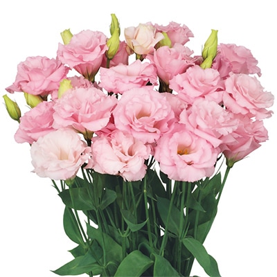 トルコギキョウ クラリス（2型）ライトピンク