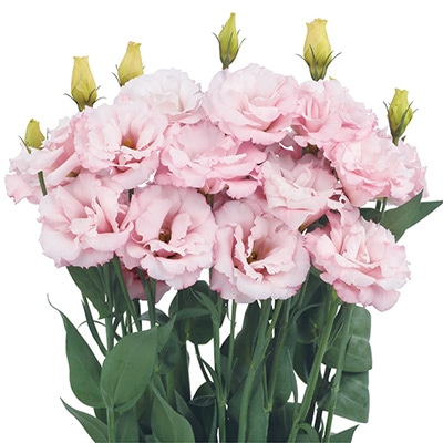 トルコギキョウ オーブ ライトピンク（ver.2）