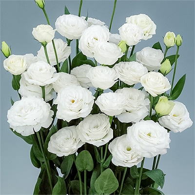 トルコギキョウ PF ダブル(R) スノー