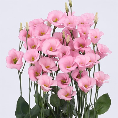 トルコギキョウ ソロ(R) PF ララ サクラ