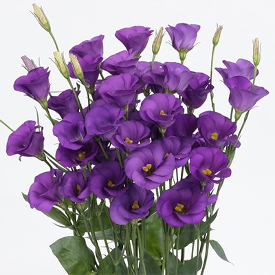 トルコギキョウ ソロ(R) PF ララ ブルー（ver.2）