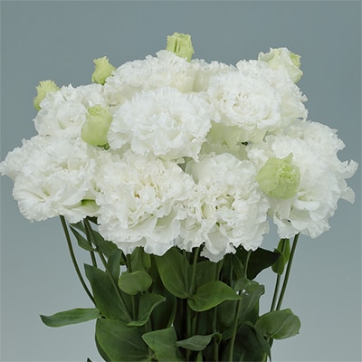 トルコギキョウ ボヤージュ（2型）スノー