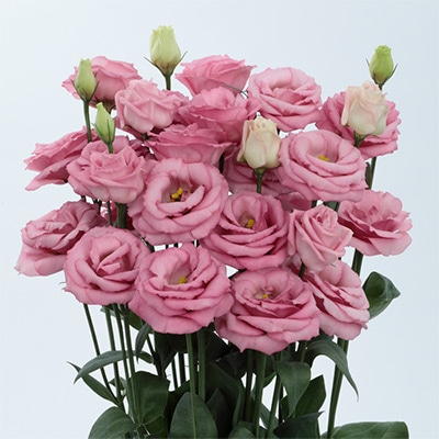 トルコギキョウ ロジーナ(R) （3型）ピンク（ver.2）