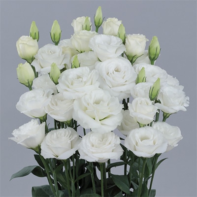 トルコギキョウ ロジーナ(R) （3型）スノー（ver.2）