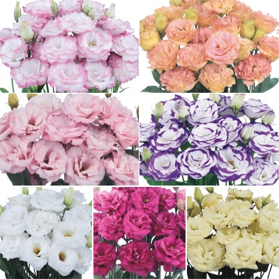 トルコギキョウ バイヤーおすすめ オーブ ミックス