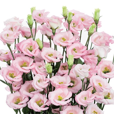 トルコギキョウ ソロ(R) PF ライトピンク