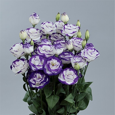 トルコギキョウ ロジーナ(R) ブルーピコティー (ver.2)