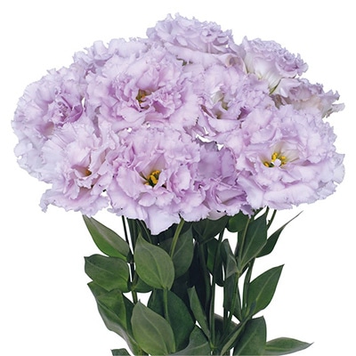 トルコギキョウ レイナ ラベンダー （ver.2）