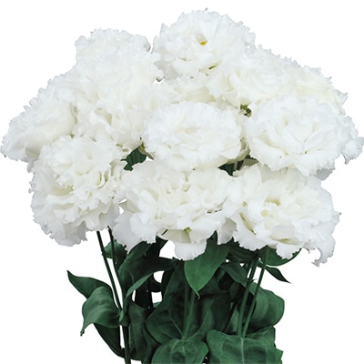 トルコギキョウ メモリア (1型) ホワイト