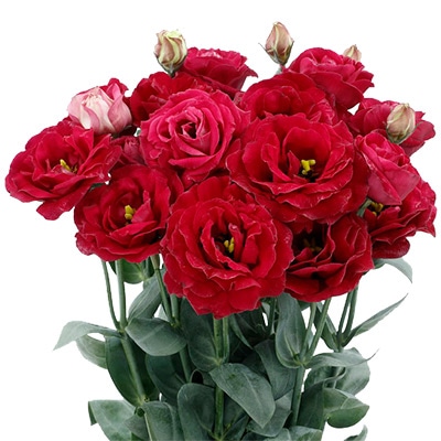 トルコギキョウ ロジーナ(R)(3型)レッド(ver.2)