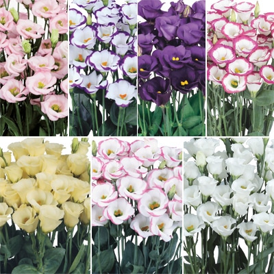 トルコギキョウ ソロ(R) PF ミックス