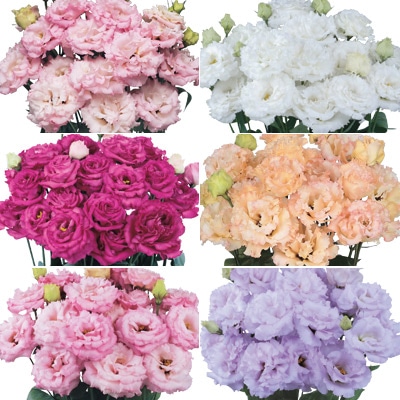 トルコギキョウ バイヤーおすすめ マキア（R）ミックス