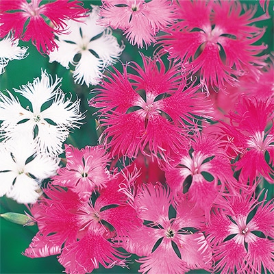 河原なでしこ 混合