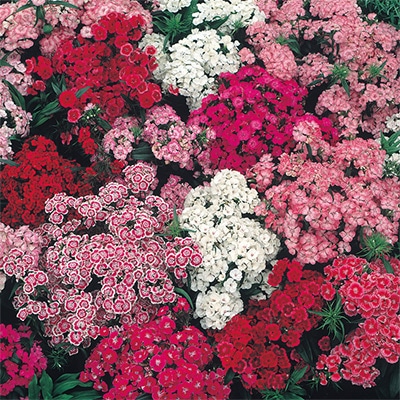 美女なでしこ インディアンカーペット