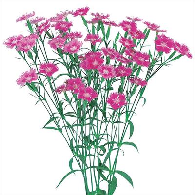 ダイアンサス フォトン ローズ