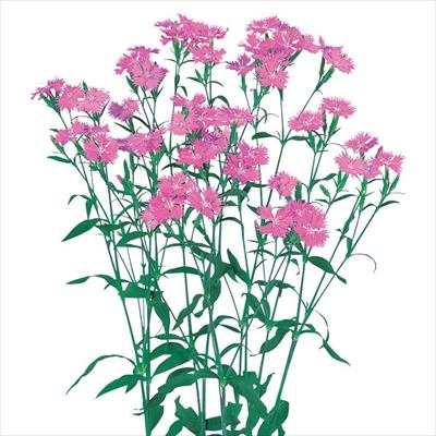 ダイアンサス フォトン ピンク