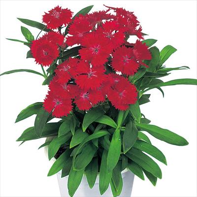 ダイアンサス ベルフィー カーマインローズ