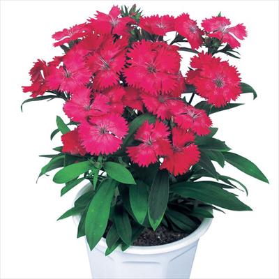 ダイアンサス ベルフィー ピンク