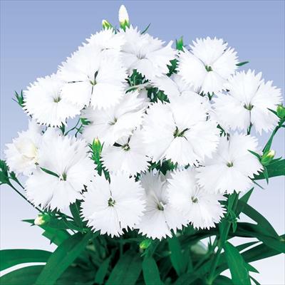 ダイアンサス ベルフィー ホワイト