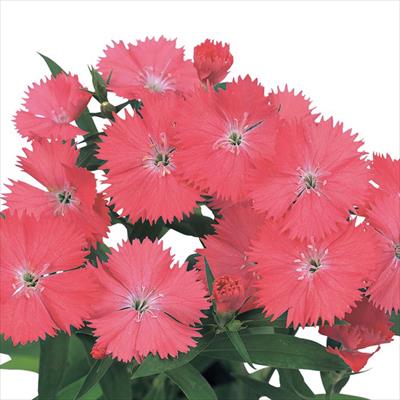 ダイアンサス ベルフィー コーラル