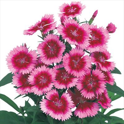 ダイアンサス ベルフィー ラズベリー