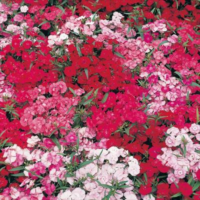 ダイアンサス ベルフィー ミックス