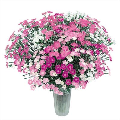 ダイアンサス フォトン ミックス