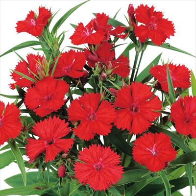 ダイアンサス ベルフィー スカーレット（ver.2）