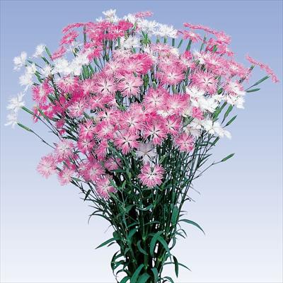 ダイアンサス ミーティア ミックス