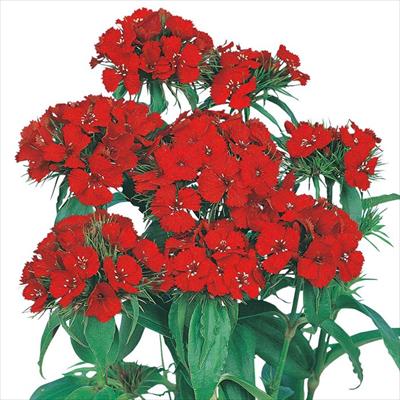 美女なでしこ 脚光（きゃっこう）