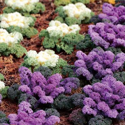 ハボタン バニー ミックス